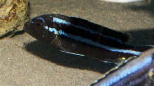 Melanochromis loriae 'Likoma Island'